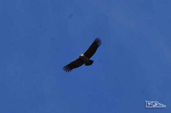 Um condor, a maior ave dos Andes, nos observa na trilha do glaciar Grey, no parque nacional Torres del Paine, no sul do Chile